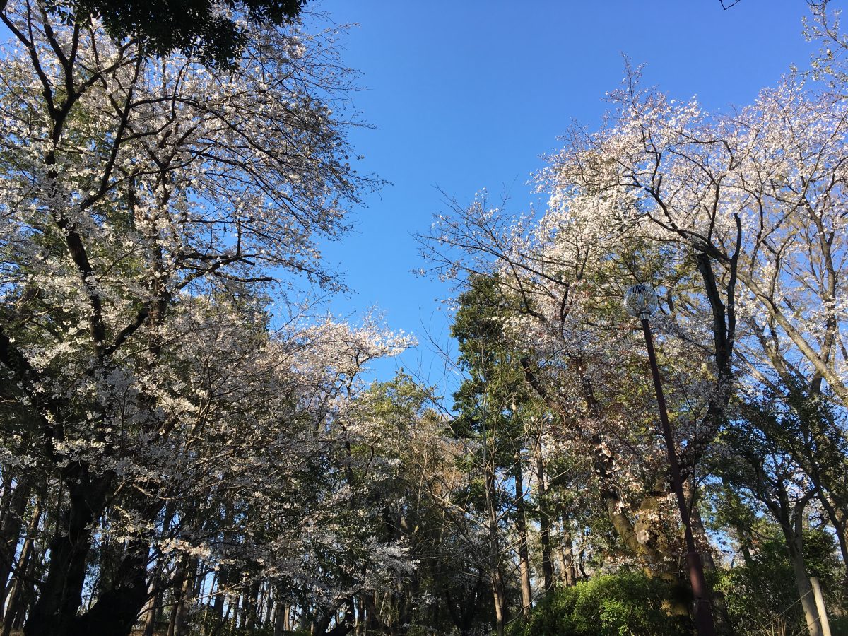 桜満開、桜吹雪かなぁ