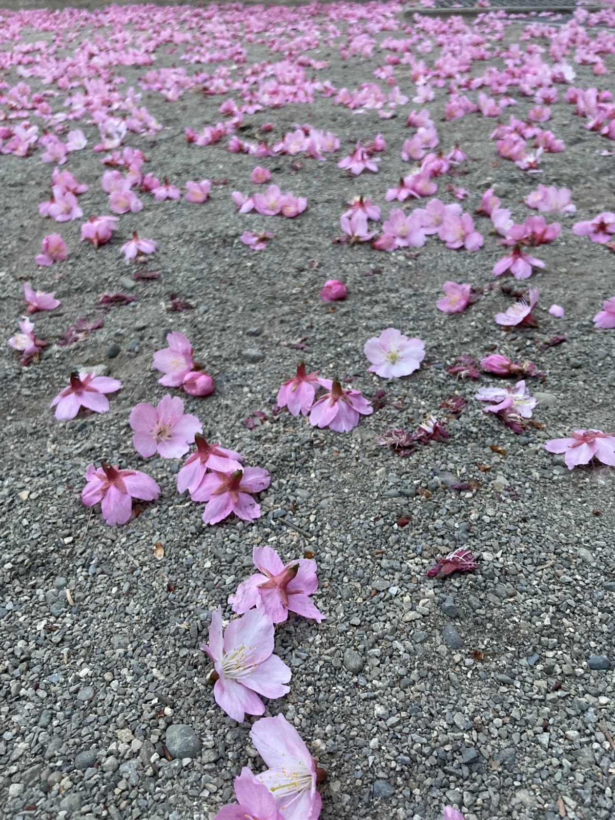 3月5日東京マラソン